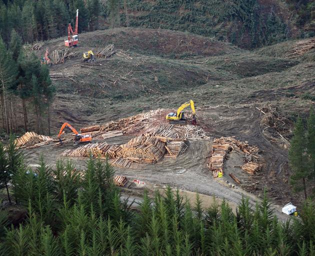 Logging at Mt Allan forest. Photo: Stephen Jaquiery 