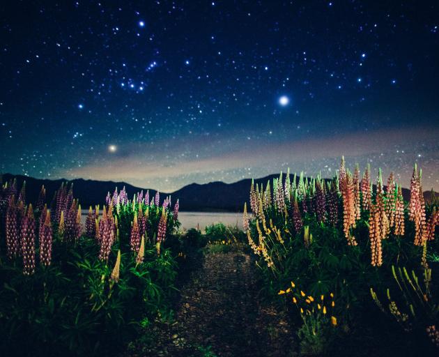 The Constellation of Orion appears above lupins on the shores of Lake Tekapo. Photo: Maki...