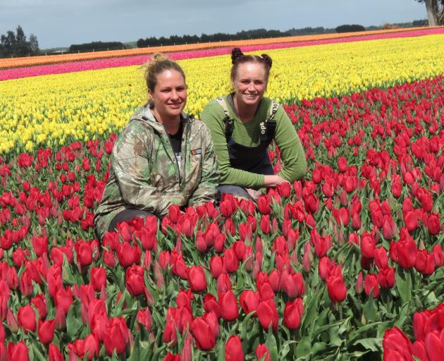 Taking a brief break among the stunning 15ha paddock of tulips on the Dacre-Lorneville Rd, are, from left, Horizon Flowers New Zealand staff Tansy Thompson and Megan Williams.