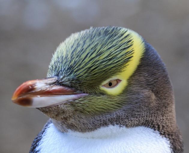 Yellow-eyed penguin nest numbers down | Otago Daily Times Online News