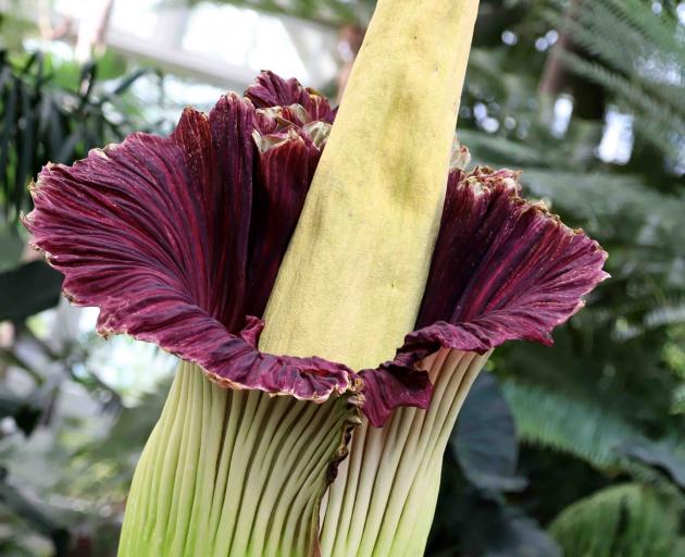 Smelly corpse flower in bloom for '24 to 48 hours' | Star News