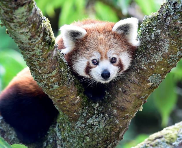 The recognition of the existence of two separate species of red panda could help guide...
