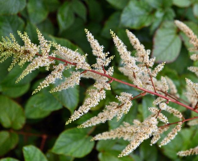 Astible rivularis is a strong performer for any herbaceous border or woodland garden. Photo:...