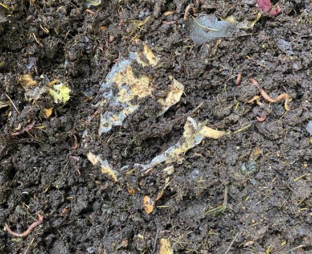 The eco cup being composted. Photo: Supplied by Chris Thomson