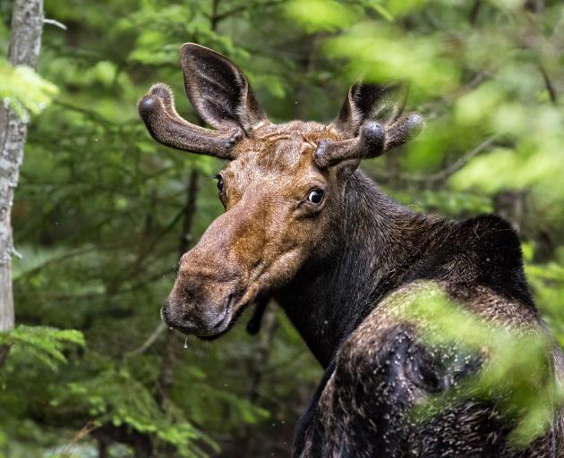 Elusive Moose Allegedly Spotted In Fiordland Otago Daily Times Online News