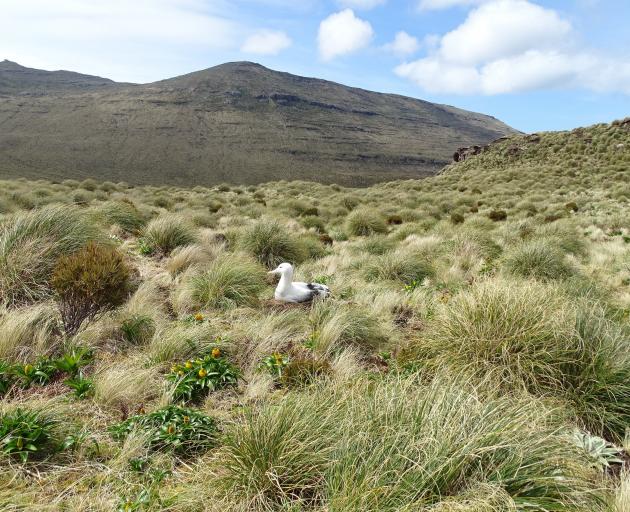 One of the many albatross that breed in the tussocks on the pest-free island reserve. PHOTO:KERRIE WATERWORTH