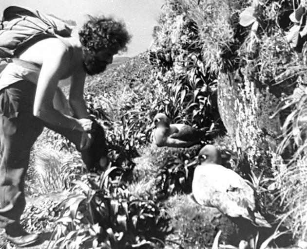 Robert Stanley gets up close to alight-mantled sooty albatross nestingon Campbell Island in the early 1950s.  PHOTO: SUPPLIED