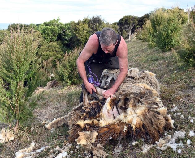 Mr Boyes shears the ‘‘Scroggs Hill Shaggy Swamp Monster’’, finally relieving it of 16.1kg of wool...