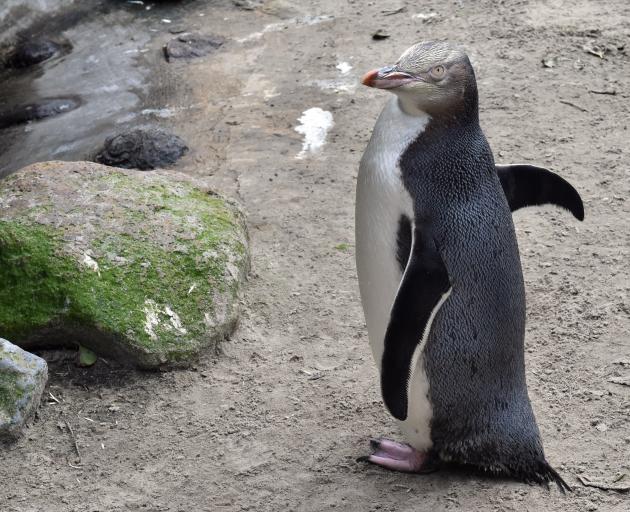 A yellow-eyed penguin. PHOTO: GREGOR RICHARDSON