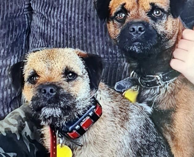 Border terriers Floss (left) and Scruff before they went missing. Photo: Supplied