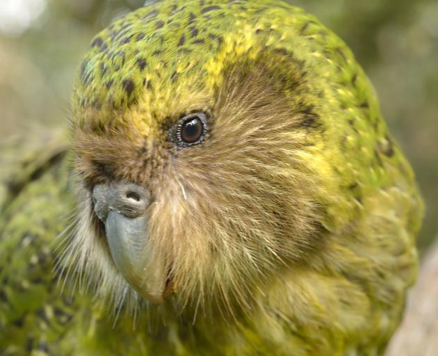 The chances of the critically endangered kakapo’s survival could improve through genome...