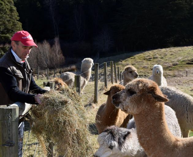 Pender Island alpaca, llama sanctuary turns wool into yarn -  Agassiz-Harrison Observer