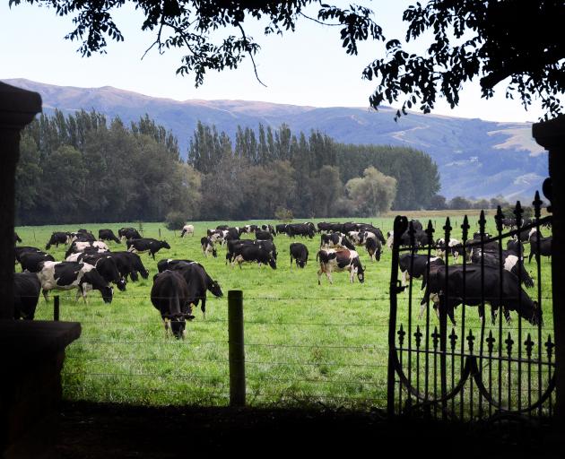 Cows graze near a farm house driveway in Otago. Photo: Stephen Jaquiery
