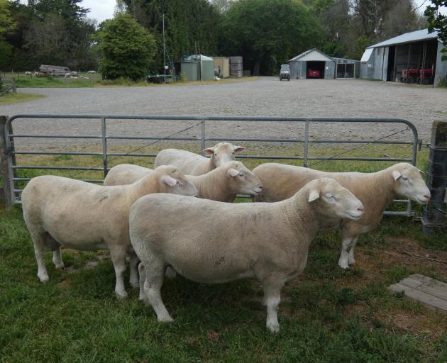 Ellesmere A&P Show winner 384-18 is the standout in this year’s crop of poll Dorset rams at the...