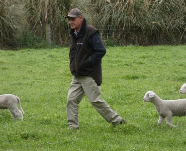 Neville Greenwood rounds up poll Dorset lambs at Broadlands farm.
