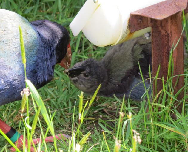 Waimarie feeds her chick from the hopper. PHOTO: ALYTH GRANT
