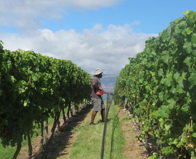 Recognised seasonal employer (RSE) worker Matthew Stephen positions a net over the fruiting zone...