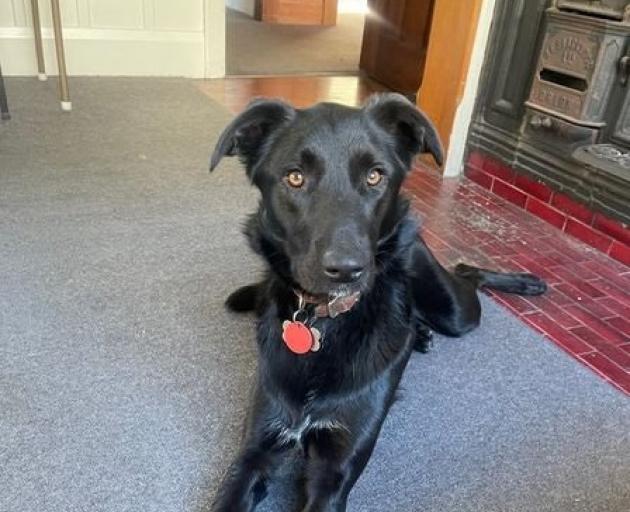 Sparky the dog is now back home with her owner. PHOTO: SUPPLIED