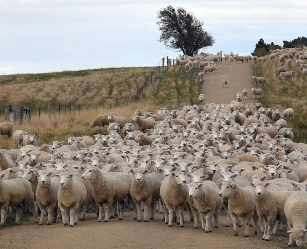 Despite a tough few decades, the sheep industry has continued to innovate. PHOTO: STEPHEN...