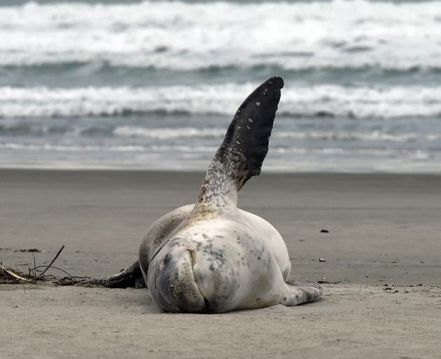 A 2.5 metre Leopard seal snoozes on Warrington Beach on Wednesday morning. PHOTO: Gregor Richardson