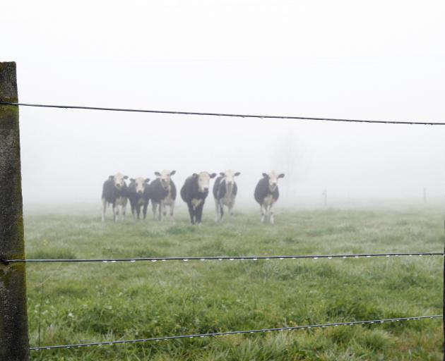 A clearer view of the future of farming involves assessing all options. Photo: NZME