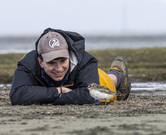 Getting up close to a southern New Zealand dotterel at Awarua Bay near Bluff is University of...