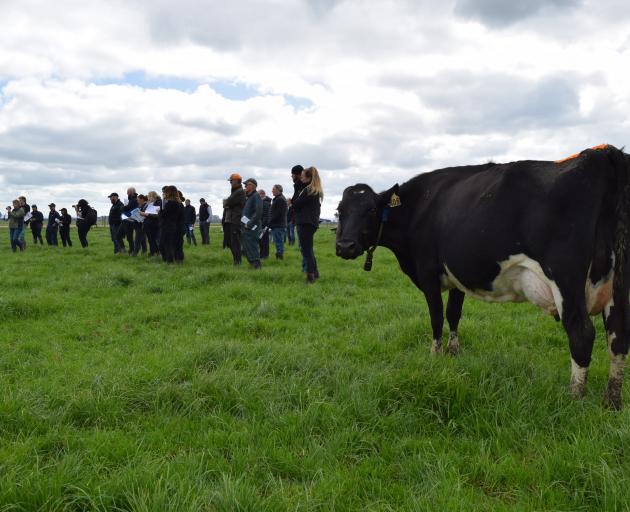 A cow from the fodder beet herd at Southern Dairy Hub joins about 50 people at a field day in...