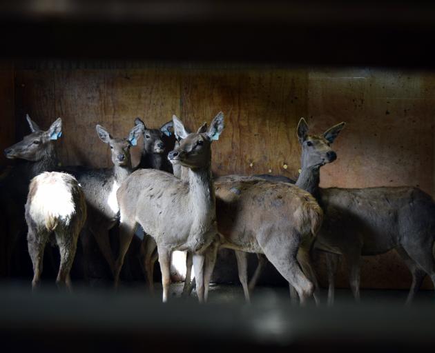 A herd of deer before they receive their GPS collars to monitor their behaviour as part of an...