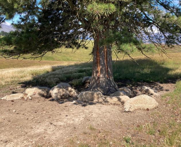 About a dozen sheep were killed when lightning struck a tree on a Naseby farm recently. PHOTO:...