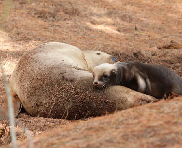 First sea lion pups found as breeding season starts | Otago Daily Times