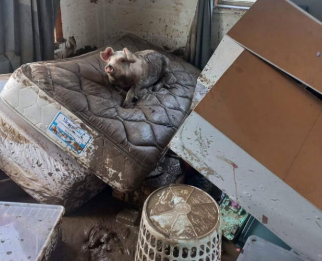 Lucky the pig has a rest on a mattress in the Smiths' flooded home in Fernhill. Photo: Michael Smith