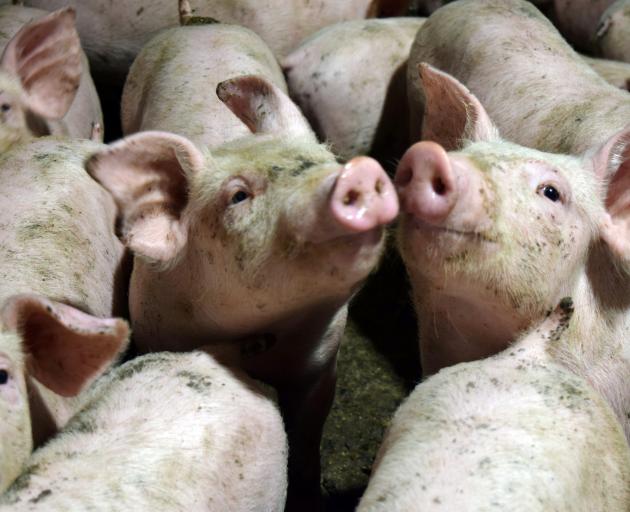 To get it right for the pigs, the people and the planet, the pork industry needs enough time,...