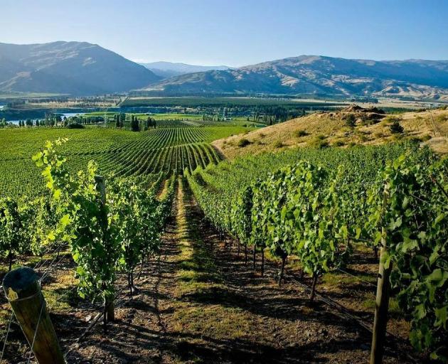 Recent hot conditions have resulted in a huge amount of early growth for Central Otago vineyards. 