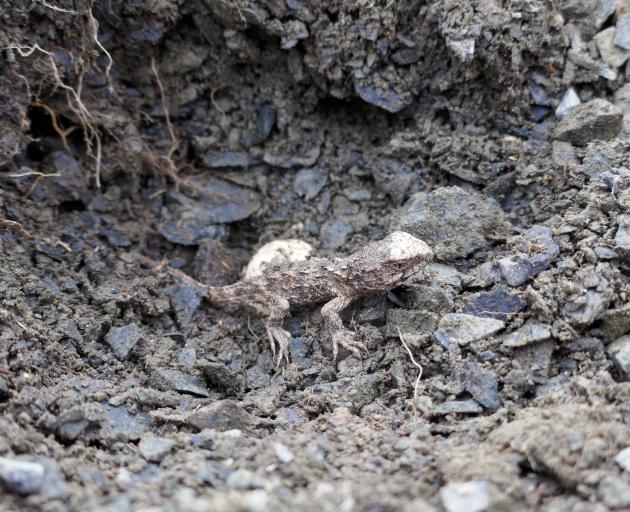 A hatchling tuatara makes its way out of its eggshell (uncovered by researchers) at Orokonui....