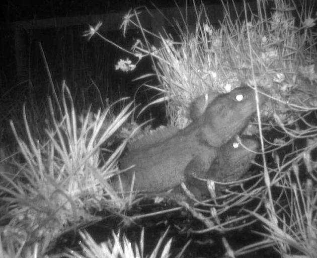 Trail-camera footage captures the eyeshine of tuatara mating at Orokonui. PHOTO: ALISON CREE AND...