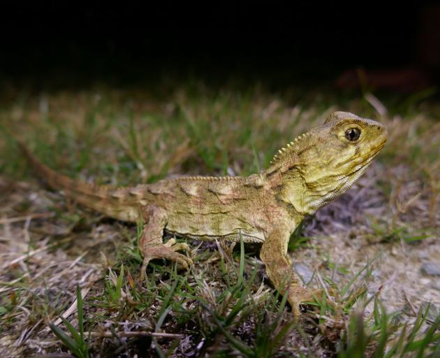 A small, unmarked juvenile tuatara, which hatched at Orokonui, is probably several years old....