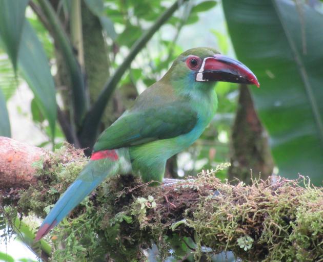 Crimson rumped toucanet.