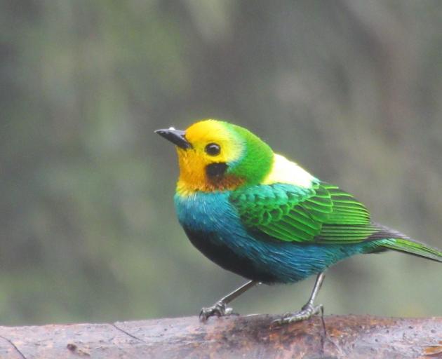 Multicoloured tanager.