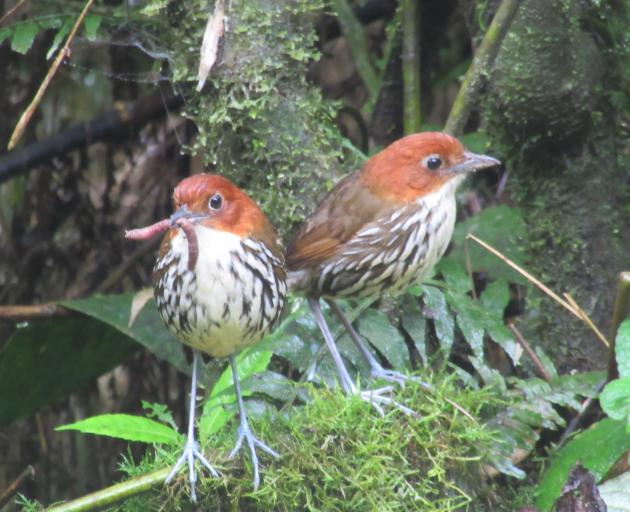 A pair of chestnut-crowned antpittas, one with a juicy worm. 