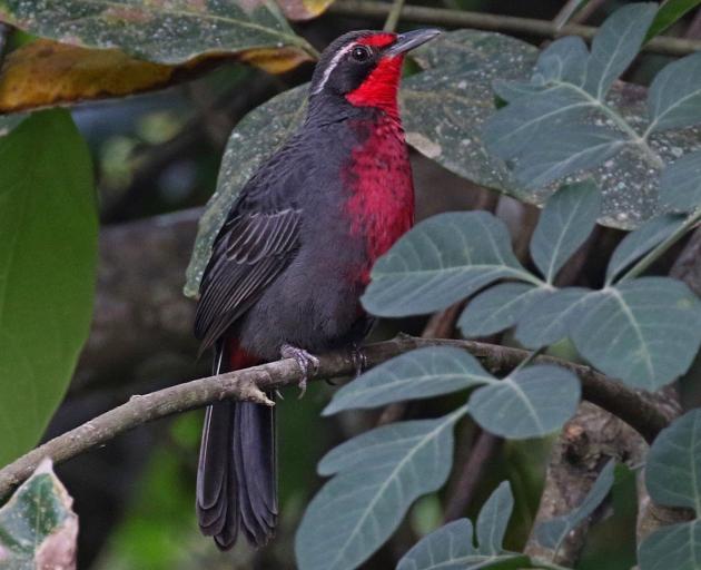 Rosy thrush-tanager (Photo: ebird).