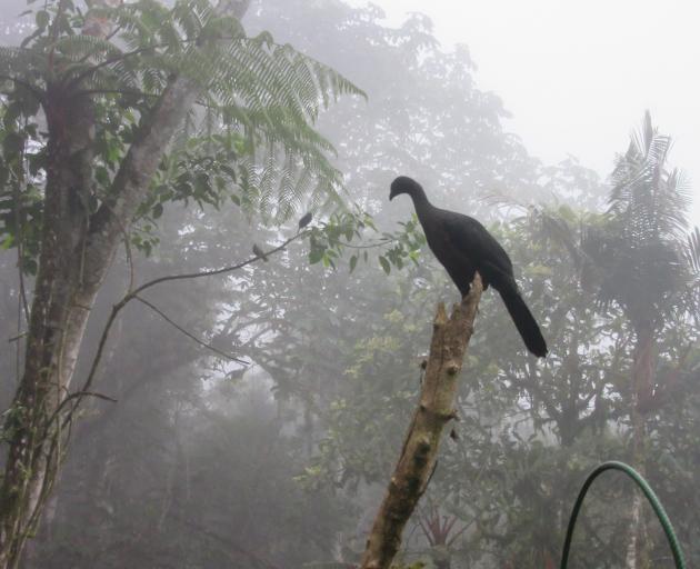 Sickle-winged guan.