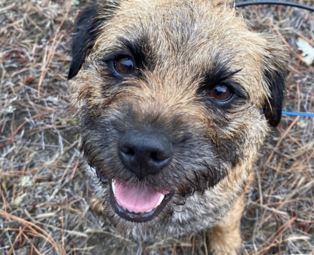 Nightshade the conservation detector dog loves his work helping to find hedgehogs so they can be...