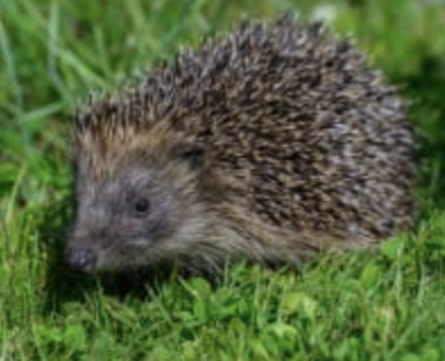 Hedgehogs may look cute, but they are thought to have a devastating effect on native species and...