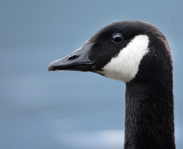 Numbers of Canada geese are out of control, say farmers. PHOTO: STEPHEN JAQUIERY