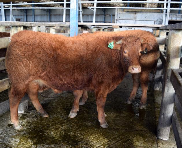 Mike Thompson’s Limousin steer won the Doug Lindsay Memorial Trophy and the 321kg and heavier...