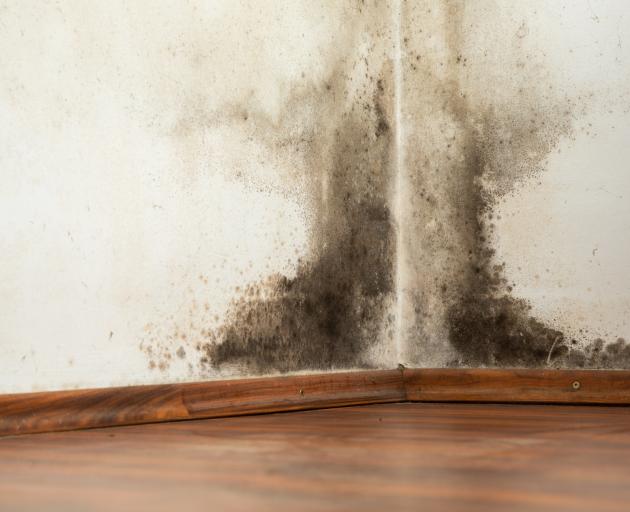 Many homes, particularly rental properties, were at risk of making people sick due to mould and...