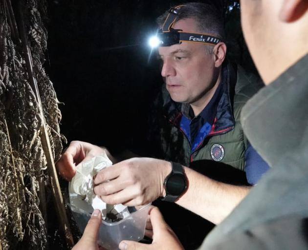 Project Island Song general manager Richard Robbins releases juvenile wētā on Urupukapuka Island....