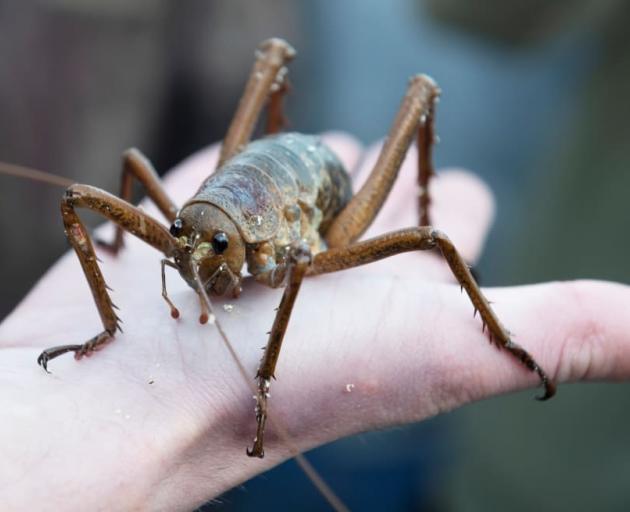 A female wētāpunga, or giant wētā, during a previous release in the Bay of Islands. Photo:...