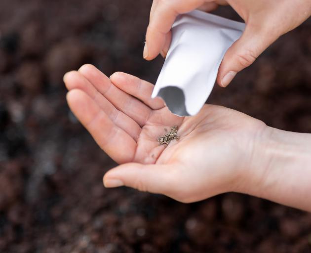 Small quantities of spinach, stump-rooted carrots, hardier lettuce, mustard, cress and turnips...