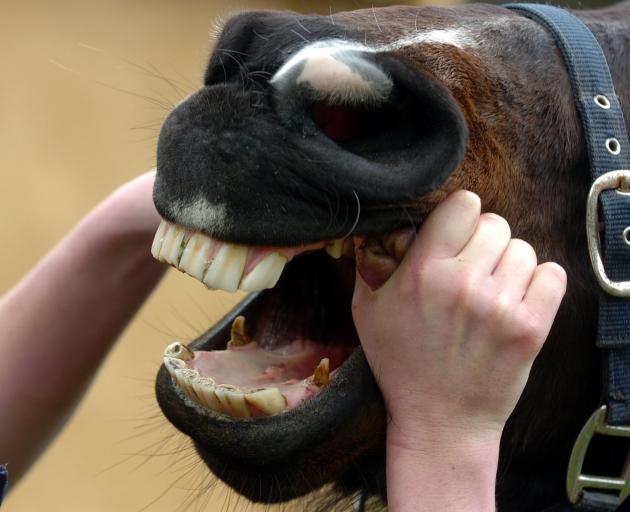 A horse dentist at work. PHOTO: ODT FILES
